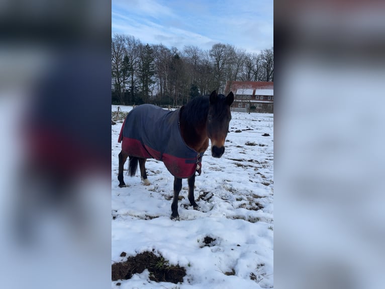 Cheval de sport espagnol Hongre 13 Ans 148 cm Bai in Menslage