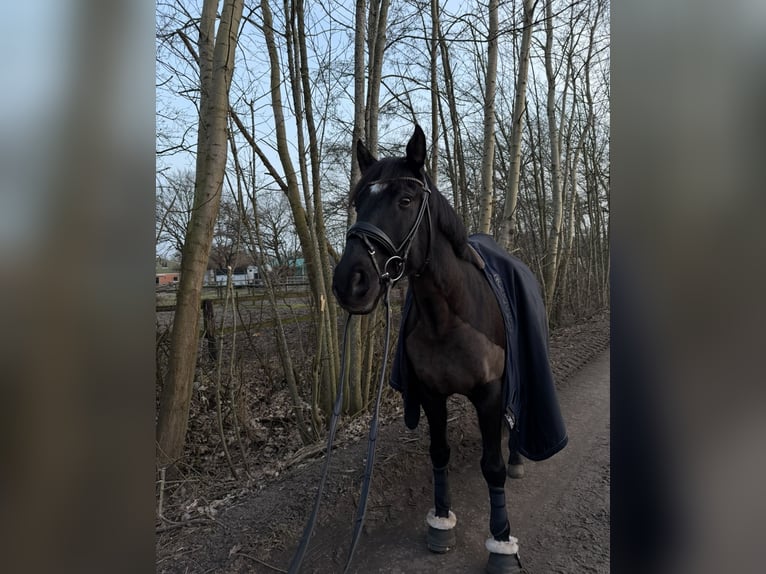 Cheval de sport espagnol Hongre 13 Ans 155 cm Noir in Hamburg Osdorf