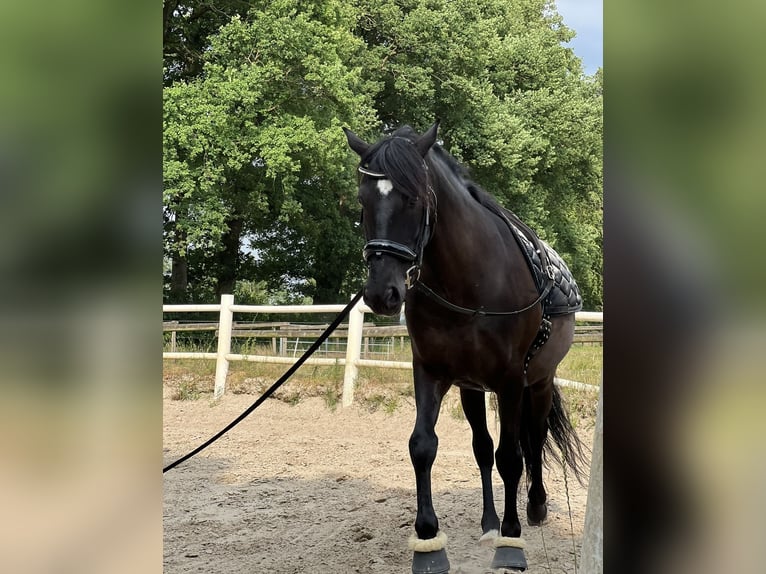 Cheval de sport espagnol Hongre 13 Ans 155 cm Noir in Hamburg Osdorf