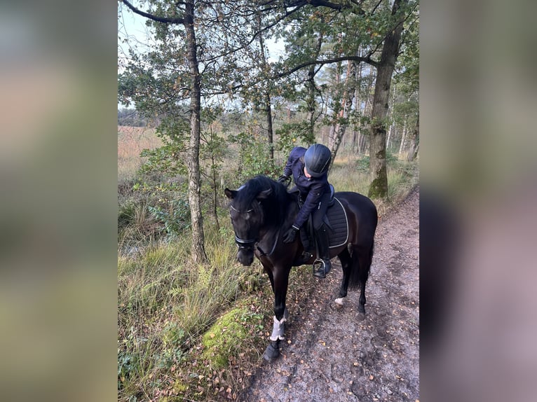Cheval de sport espagnol Hongre 13 Ans 155 cm Noir in Hamburg Osdorf