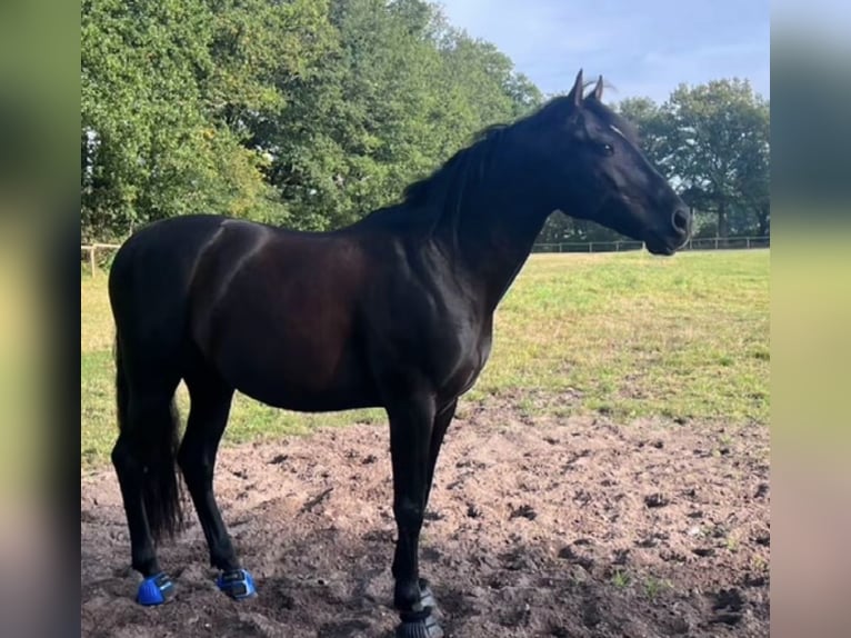 Cheval de sport espagnol Hongre 13 Ans 155 cm Noir in Hamburg Osdorf