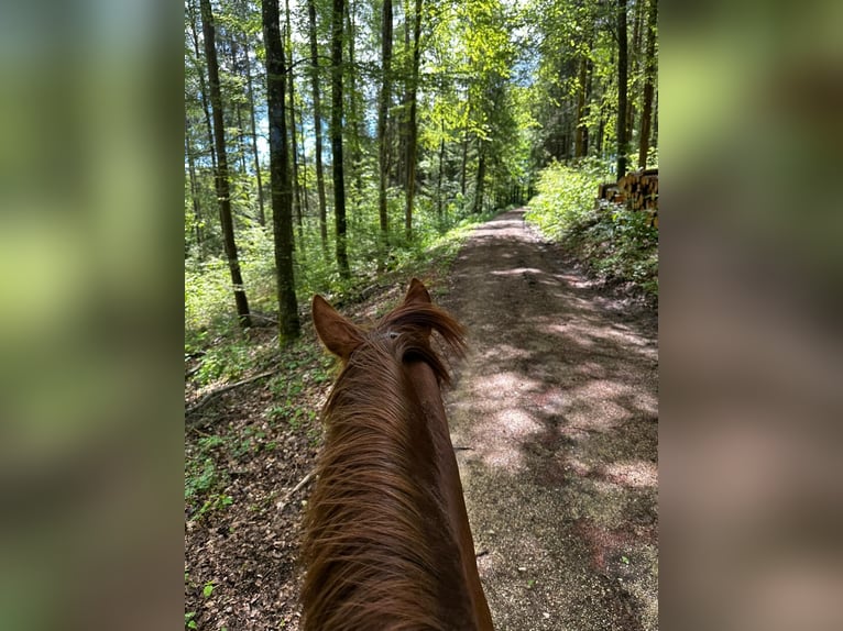 Cheval de sport espagnol Hongre 13 Ans 156 cm Alezan in Tuttlingen