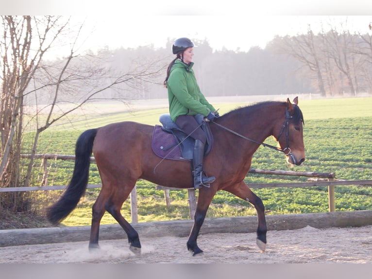 Cheval de sport espagnol Hongre 13 Ans 160 cm Bai in Odelzhausen