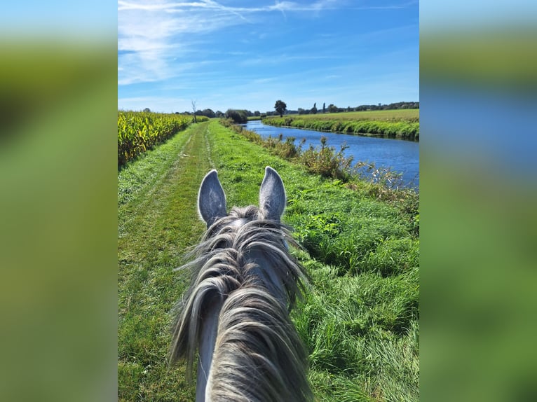 Cheval de sport espagnol Croisé Hongre 13 Ans 165 cm Gris in Samern