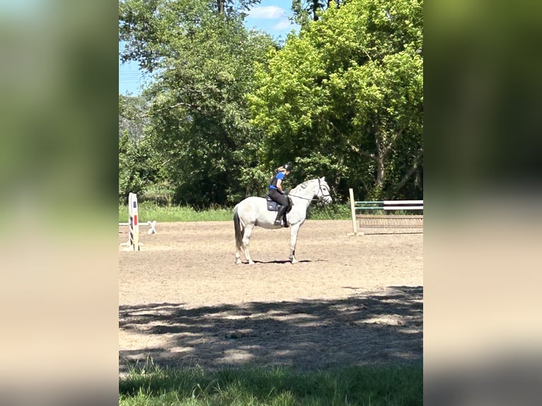 Cheval de sport espagnol Hongre 13 Ans 165 cm Gris in Altranft Cheval de sport espagnol Hongre 13 Ans 165 cm Gris in Altranft