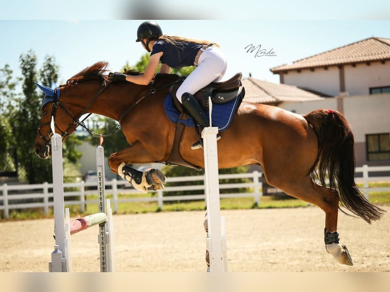 Cheval de sport espagnol Hongre 13 Ans 167 cm Alezan in lorca