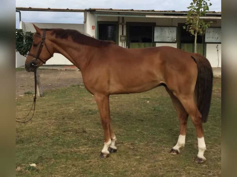 Cheval de sport espagnol Hongre 13 Ans 167 cm Alezan in lorca