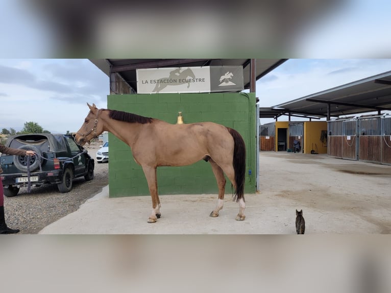 Cheval de sport espagnol Hongre 13 Ans 167 cm Alezan in lorca