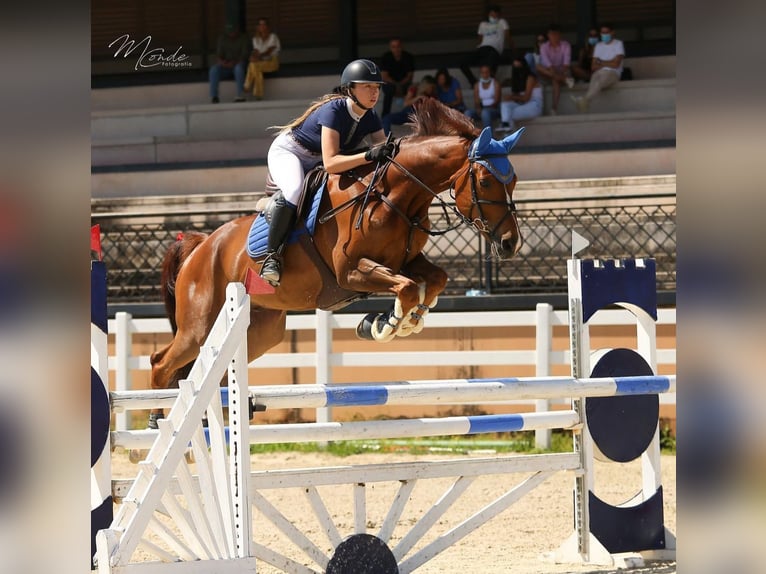 Cheval de sport espagnol Hongre 13 Ans 167 cm Alezan in lorca