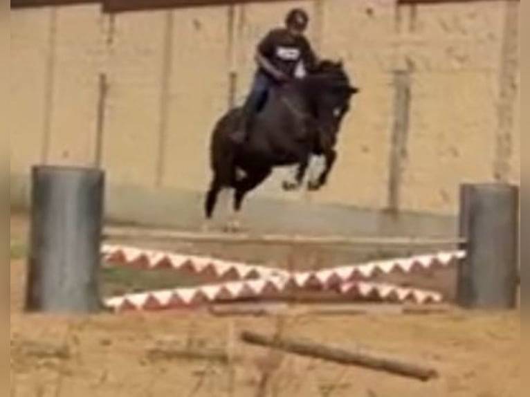 Cheval de sport espagnol Hongre 13 Ans 175 cm Alezan brûlé in Rioseco De Tapia