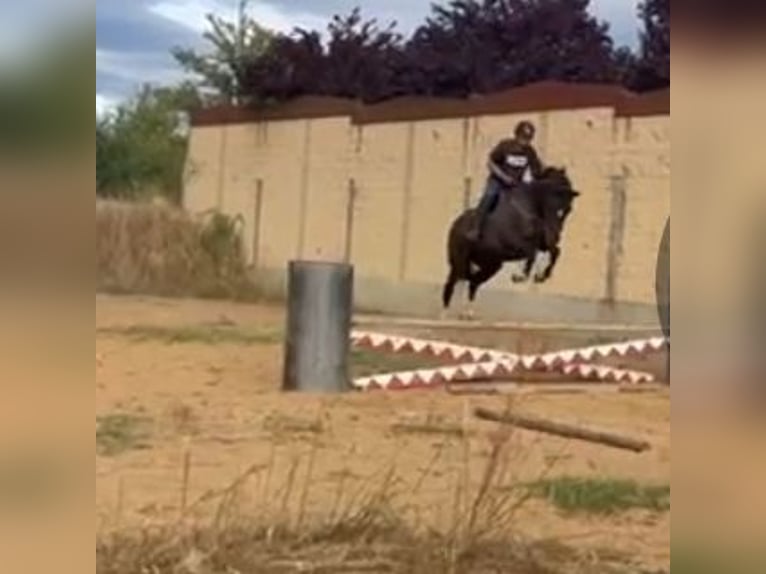 Cheval de sport espagnol Hongre 13 Ans 175 cm Alezan brûlé in Rioseco De Tapia