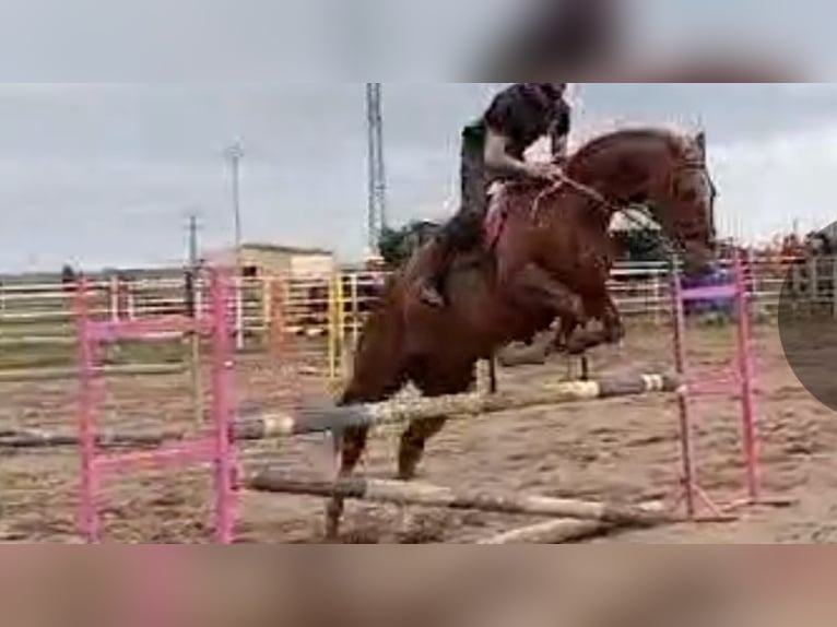 Cheval de sport espagnol Hongre 13 Ans 175 cm Alezan brûlé in Rioseco De Tapia