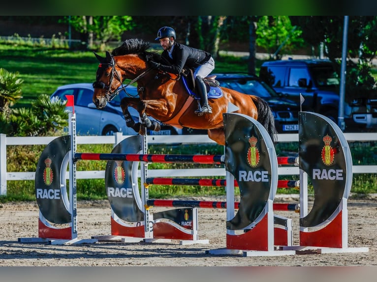 Cheval de sport espagnol Hongre 13 Ans in Madrid