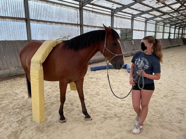 Cheval de sport espagnol Croisé Hongre 14 Ans 150 cm Bai clair in Moersoers