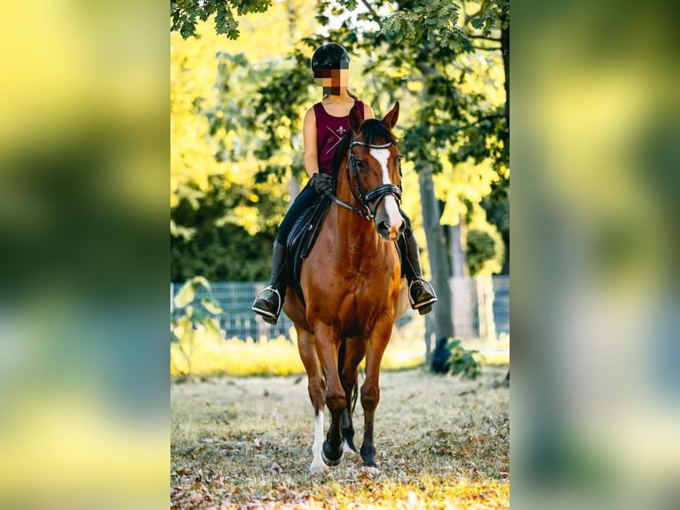 Cheval de sport espagnol Croisé Hongre 14 Ans 150 cm Bai clair in Moersoers