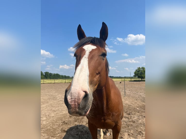 Cheval de sport espagnol Croisé Hongre 14 Ans 150 cm Bai clair in Moersoers