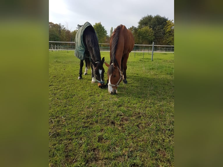 Cheval de sport espagnol Croisé Hongre 14 Ans 150 cm Bai clair in Moersoers