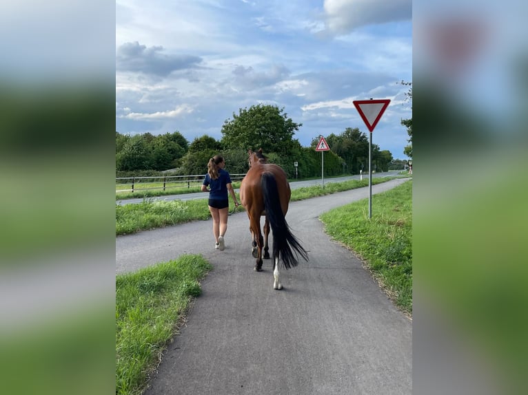 Cheval de sport espagnol Croisé Hongre 14 Ans 150 cm Bai clair in Moersoers