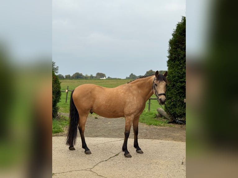 Cheval de sport espagnol Hongre 14 Ans 152 cm Isabelle in Mülheim an der Ruhr