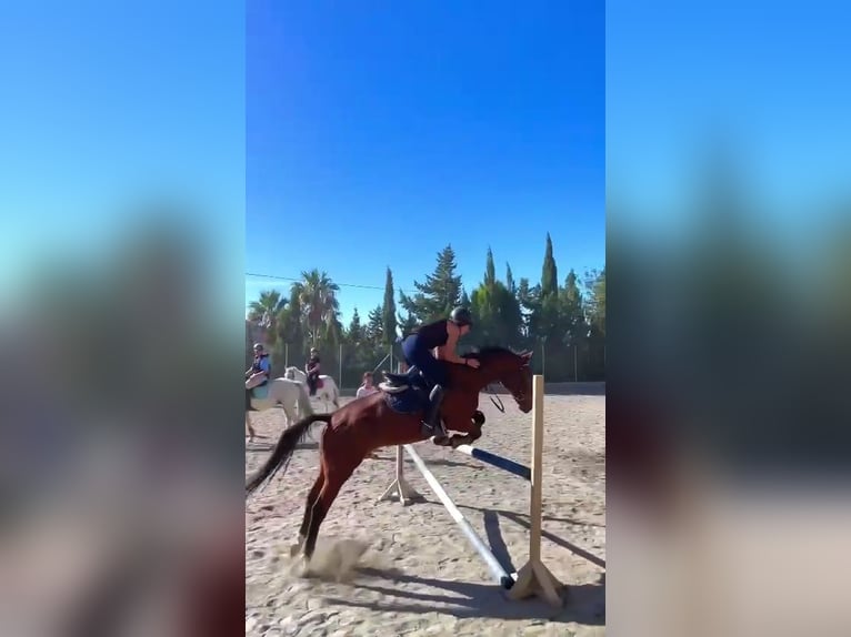 Cheval de sport espagnol Croisé Hongre 14 Ans 158 cm Bai in Garnatilla