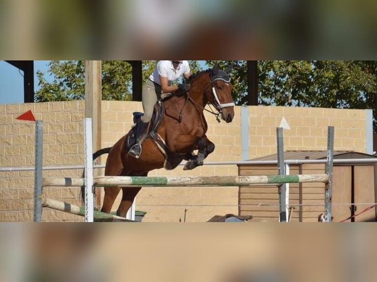 Cheval de sport espagnol Croisé Hongre 14 Ans 158 cm Bai in Garnatilla