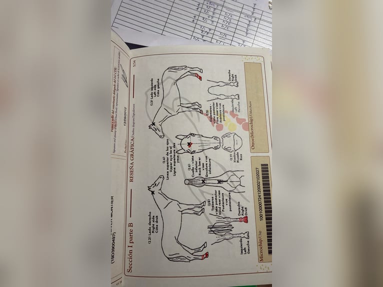 Cheval de sport espagnol Hongre 14 Ans 172 cm Bai brun in Logroño