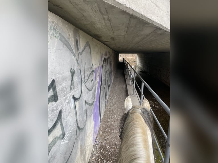 Cheval de sport espagnol Croisé Hongre 15 Ans 145 cm Gris pommelé in Valley