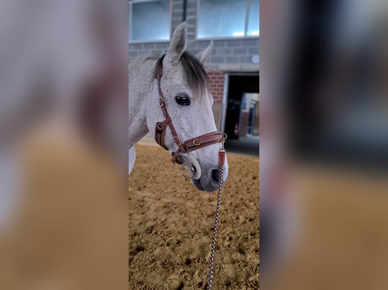 Cheval de sport espagnol Croisé Hongre 15 Ans 148 cm Gris in Herscheid