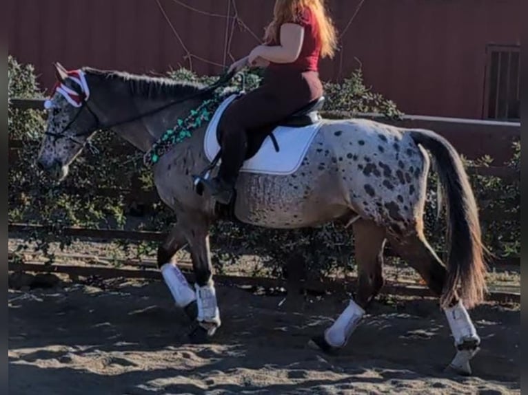 Cheval de sport espagnol Croisé Hongre 15 Ans 153 cm Bai in Barrio De El Castillo