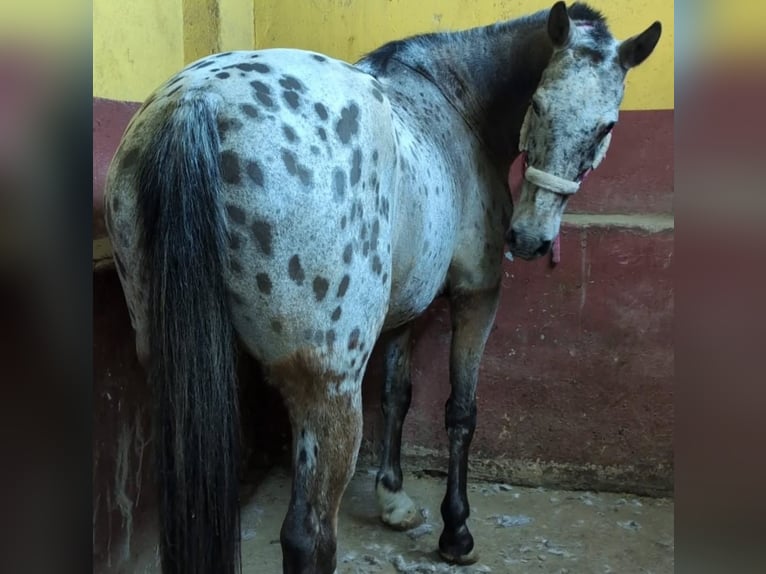 Cheval de sport espagnol Croisé Hongre 15 Ans 153 cm Bai in Barrio De El Castillo