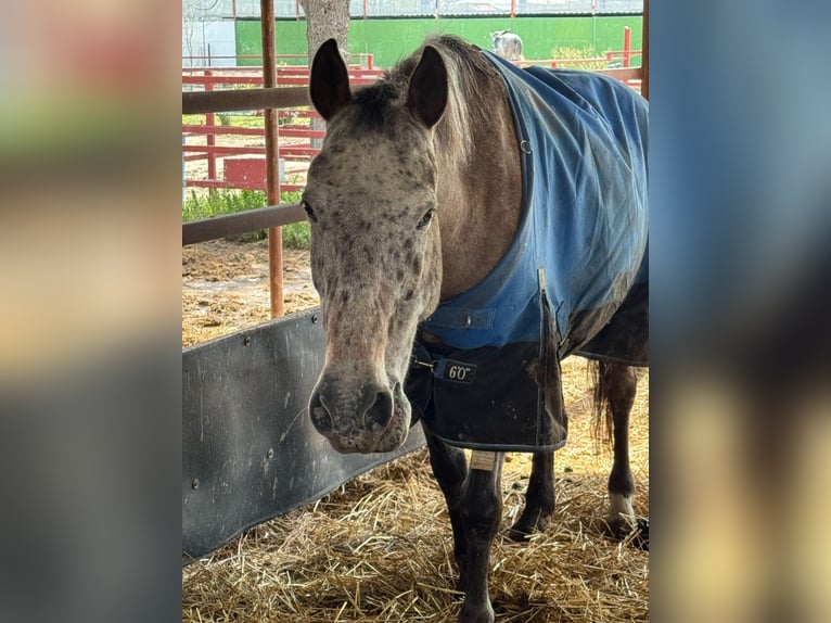 Cheval de sport espagnol Croisé Hongre 15 Ans 153 cm Bai in Barrio De El Castillo