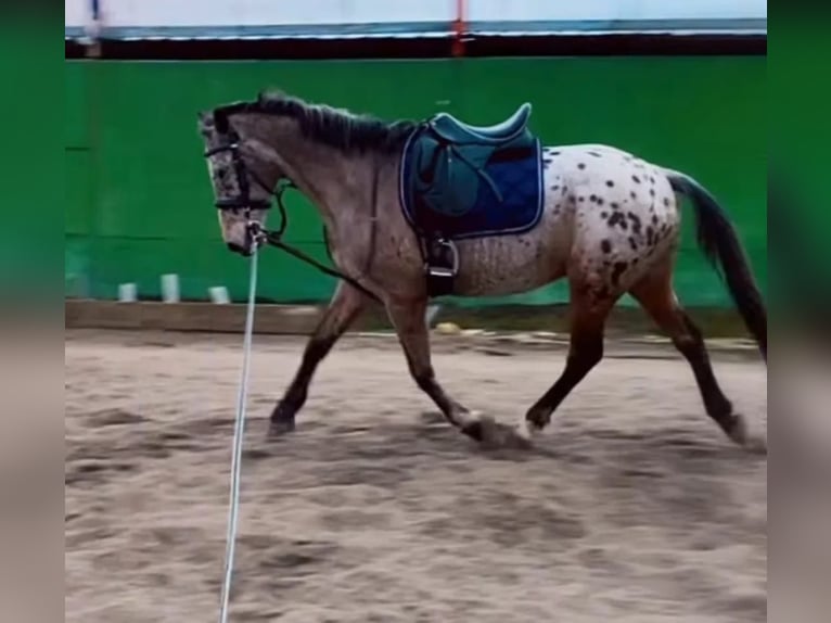 Cheval de sport espagnol Croisé Hongre 15 Ans 153 cm Bai in Barrio De El Castillo