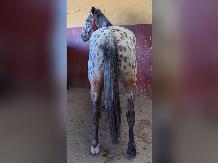 Cheval de sport espagnol Croisé Hongre 15 Ans 153 cm Bai in Barrio De El Castillo