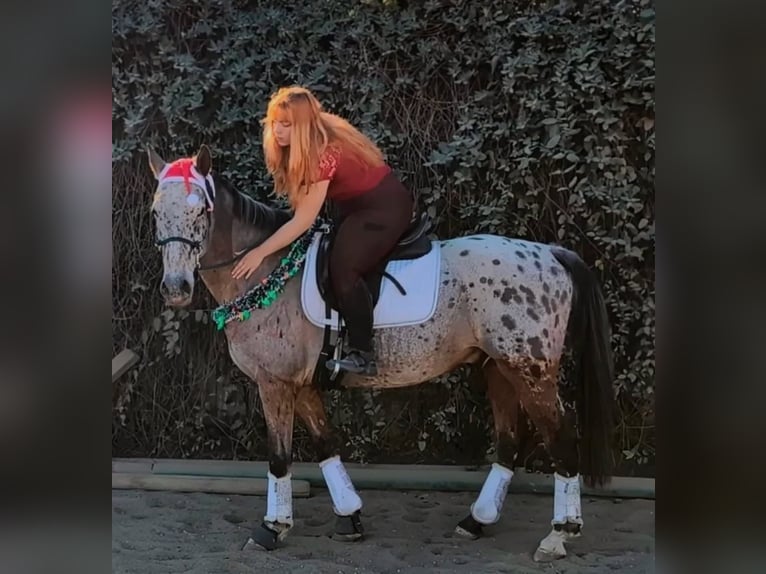 Cheval de sport espagnol Croisé Hongre 15 Ans 153 cm Bai in Barrio De El Castillo