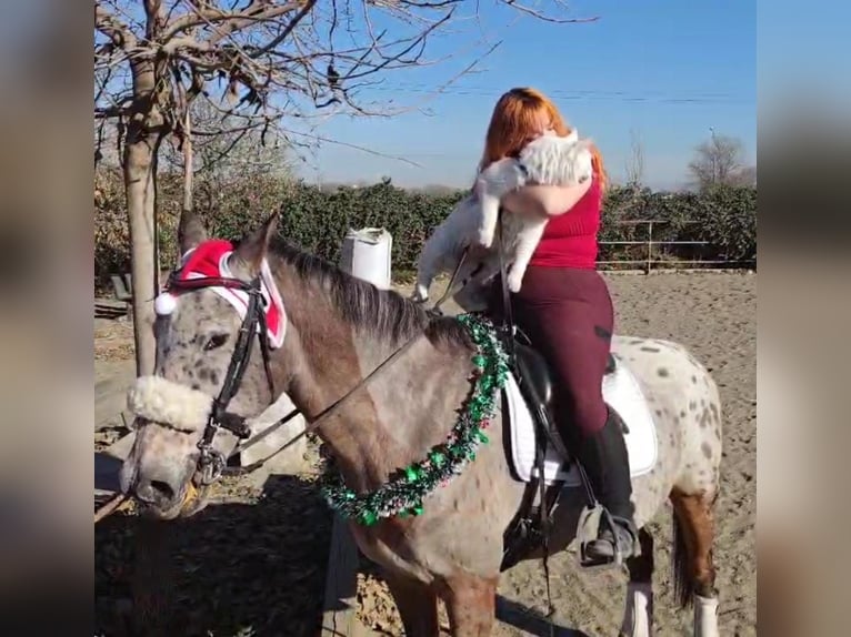 Cheval de sport espagnol Croisé Hongre 15 Ans 153 cm Bai in Barrio De El Castillo