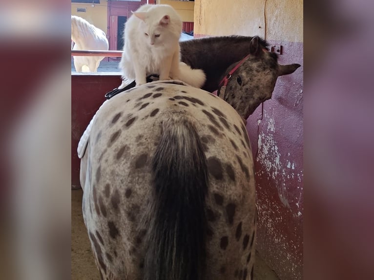 Cheval de sport espagnol Croisé Hongre 15 Ans 153 cm Bai in Barrio De El Castillo