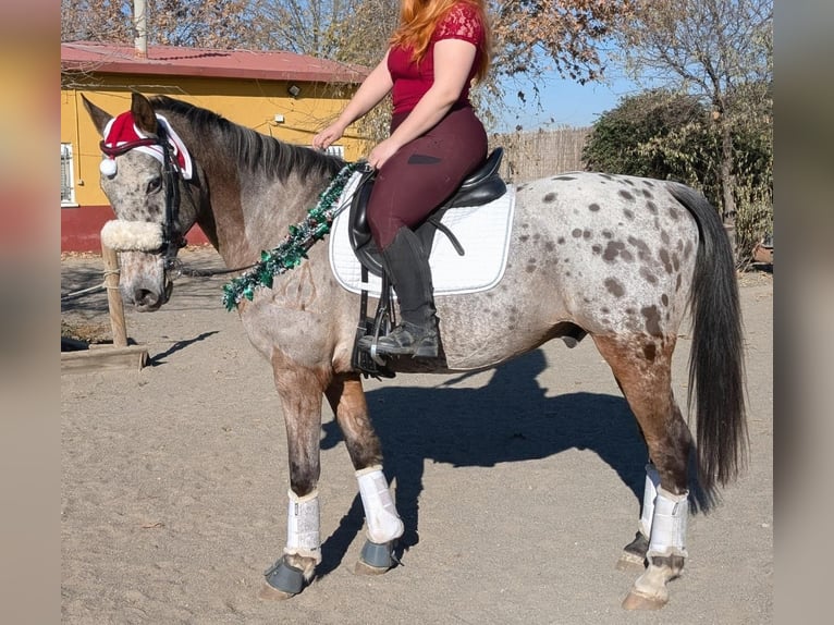 Cheval de sport espagnol Croisé Hongre 15 Ans 153 cm Bai in Barrio De El Castillo