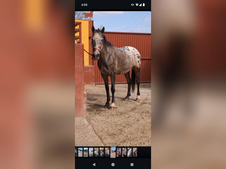 Cheval de sport espagnol Croisé Hongre 15 Ans 153 cm Bai in Barrio De El Castillo