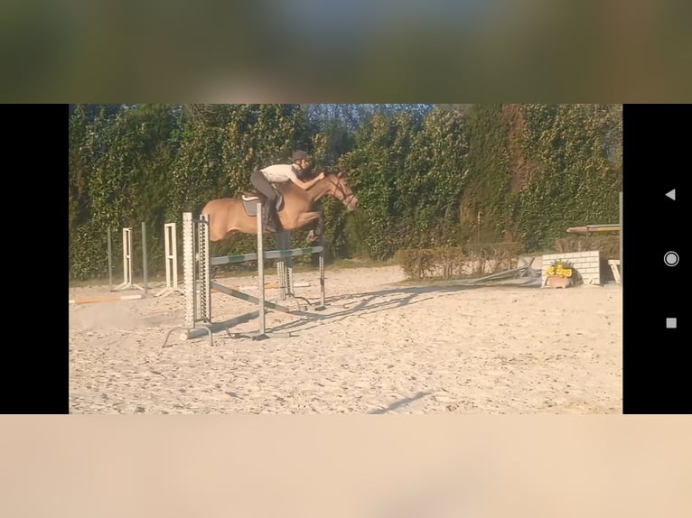 Cheval de sport espagnol Hongre 15 Ans 158 cm Isabelle in Vigo