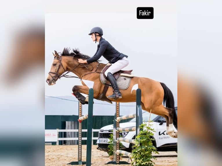 Cheval de sport espagnol Hongre 15 Ans 158 cm Isabelle in Vigo