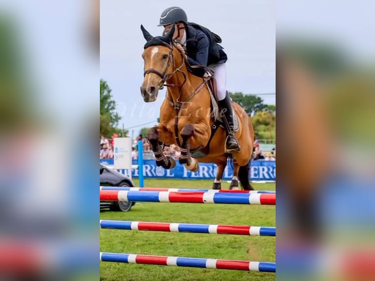 Cheval de sport espagnol Hongre 15 Ans 158 cm Isabelle in Vigo