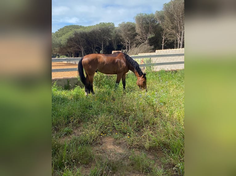 Cheval de sport espagnol Hongre 15 Ans 161 cm in Chiclana de la frontera