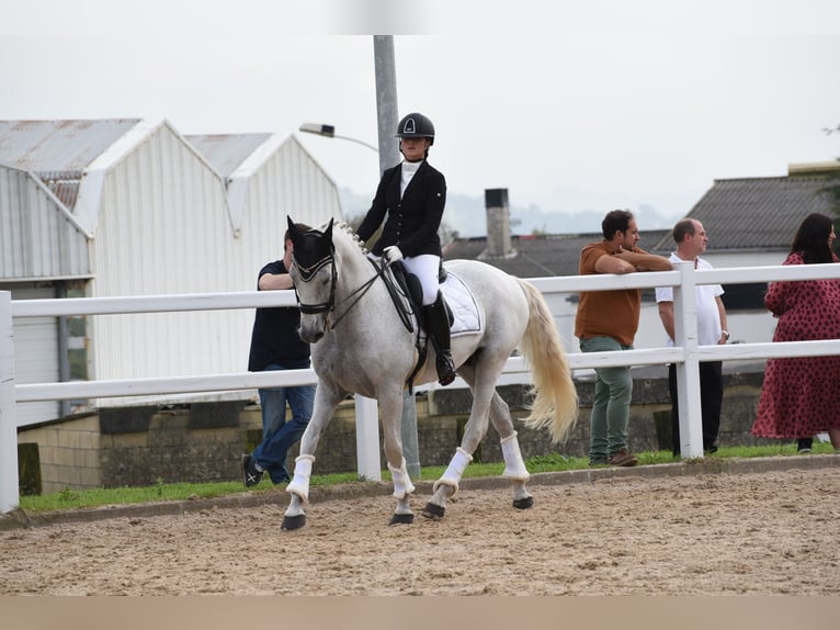 Cheval de sport espagnol Croisé Hongre 16 Ans 164 cm Gris in Lierganes