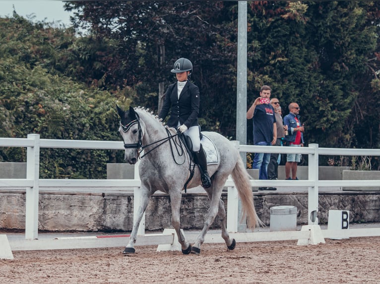 Cheval de sport espagnol Croisé Hongre 16 Ans 164 cm Gris in Lierganes