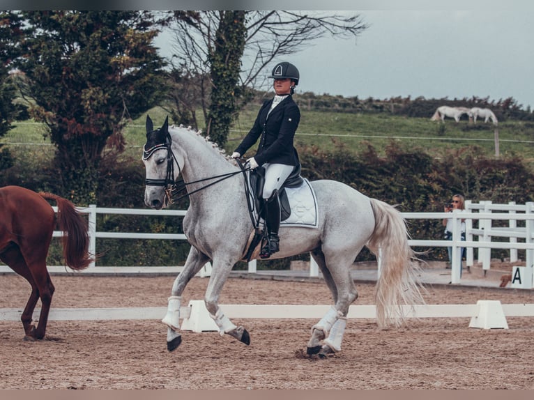 Cheval de sport espagnol Croisé Hongre 16 Ans 164 cm Gris in Lierganes