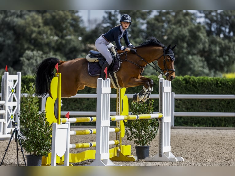 Cheval de sport espagnol Hongre 16 Ans 165 cm in Madrid