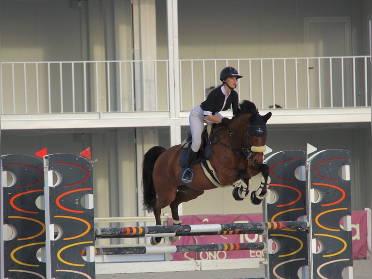 Cheval de sport espagnol Hongre 16 Ans 165 cm in Madrid