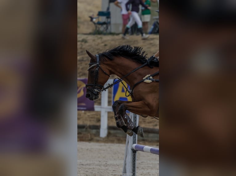 Cheval de sport espagnol Hongre 16 Ans 165 cm in Madrid