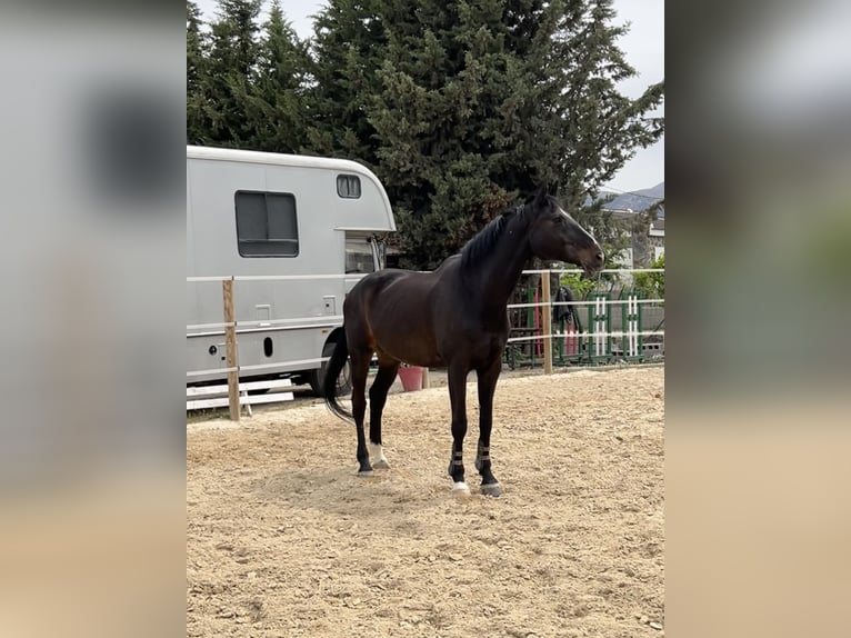 Cheval de sport espagnol Hongre 16 Ans 178 cm Noir in La Zubia