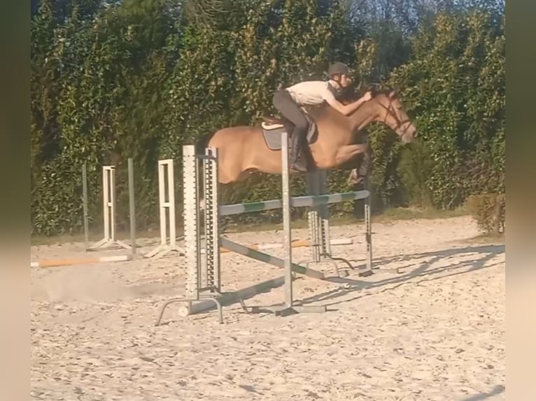 Cheval de sport espagnol Hongre 16 Ans 60 cm Isabelle in Vigo